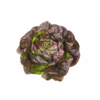 Laitue pommée rouge