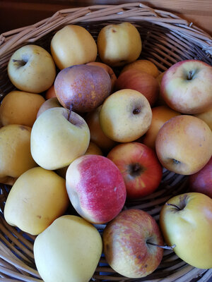 Pommes compote 5kg