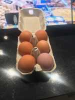 Oeufs catégorie 3