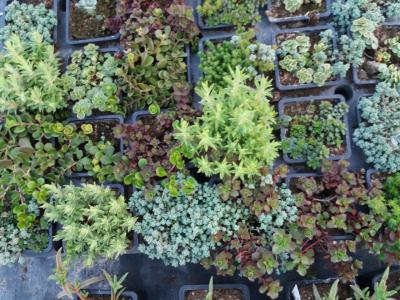 Vivace rocaille sempervirum