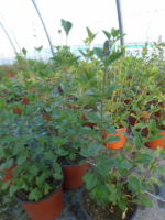 Vivace sauge gregii joy