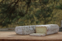 Sainte anne jeune (brebis)