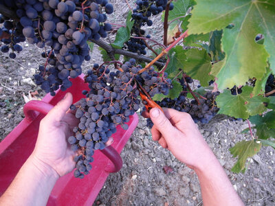 Vinibag de 5 l côtes de bordeaux ro