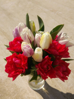 Bouquet 15 tulipes