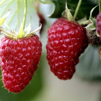 Framboisier zeva (remontant)