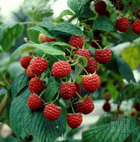 Framboisier heritage (remontant)