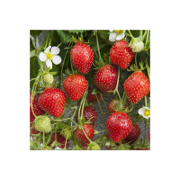 Fraisier remontant cirafine