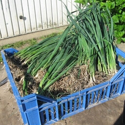 Plant de poireaux