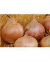 Plant oignon lescure