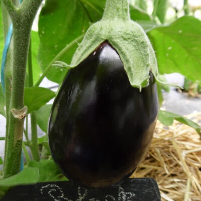 Aubergine black beauty (mi-précoce)