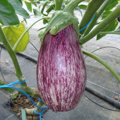 Aubergine tsakoniki (mi-précoce)