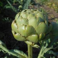 Artichaut vert