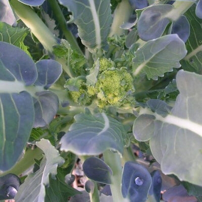 Chou brocoli
