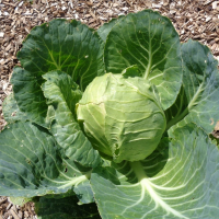 Chou cabus de copenhague