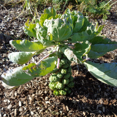 Chou de bruxelles plant