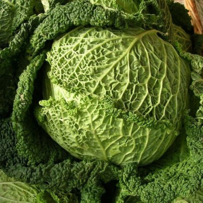 Chou milan gros des vertus plant
