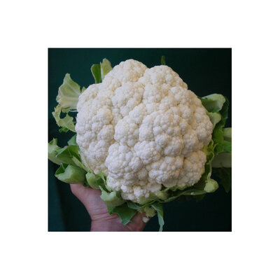 Chou fleur plant