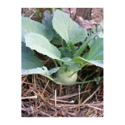 Chou rave plant