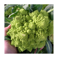Chou romanesco plant