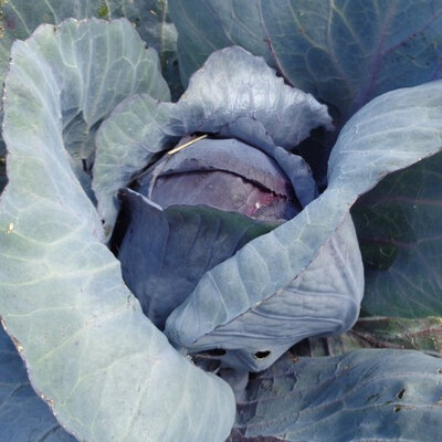 Chou rouge plant