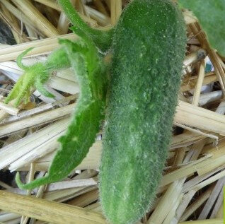 Cornichon plant