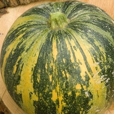Courge lady godiva plant