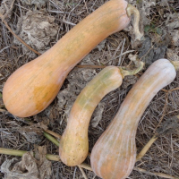 Courge longue de nice plant