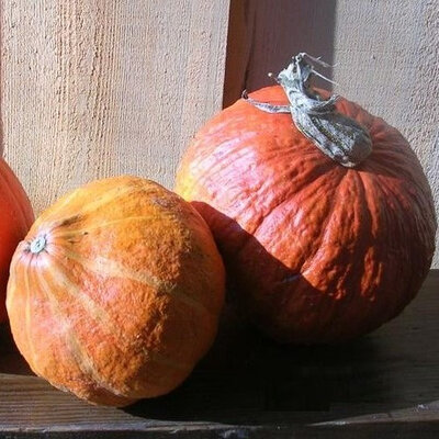 Potimarron plant