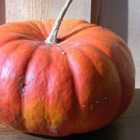 Potiron rouge vif d'etampes plant