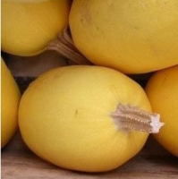 Courge spaghetti plant