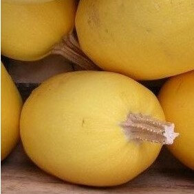 Courge spaghetti plant