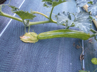 Courgette longue de nice plant