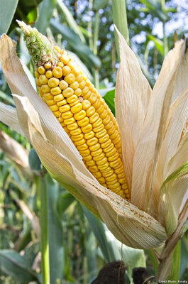 Maïs pop corn plant