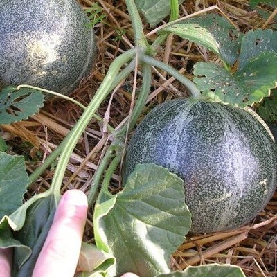 Melon petit gris de rennes plant