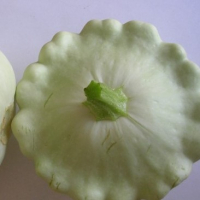 Pâtisson blanc plant