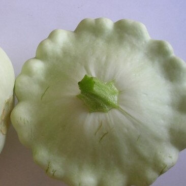 Pâtisson blanc plant
