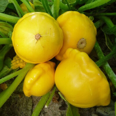 Pâtisson jaune plant