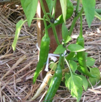 Piment de cayenne plant