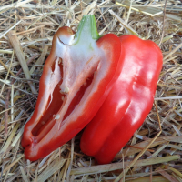 Poivron carré doux d'espagne plant (mi-précoc
