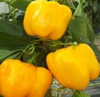 Poivron quadrato d'asti giallo plant (mi-préc