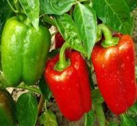 Poivron yolo wonder (précoce)