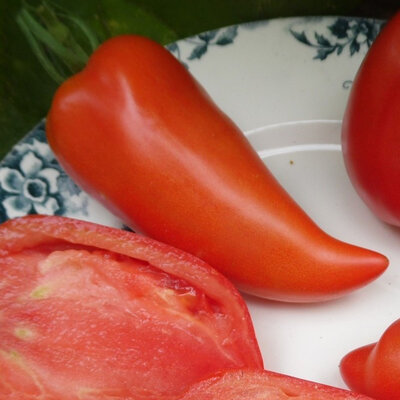 Tomate andine cornue plant (mi-précoce)