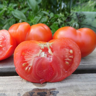 Tomate beefsteack plant (tardive)