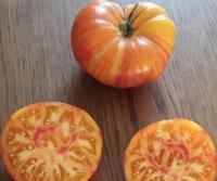 Tomate copia plant (précoce)