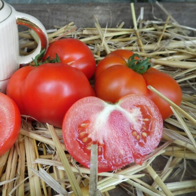Tomate marmande plant (précoce)