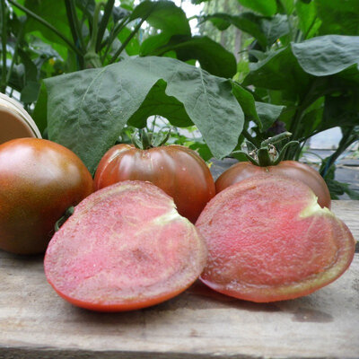 Tomate noire de crimée plant (mi-précoce)
