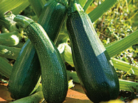 Plant courgette godet 7 cm