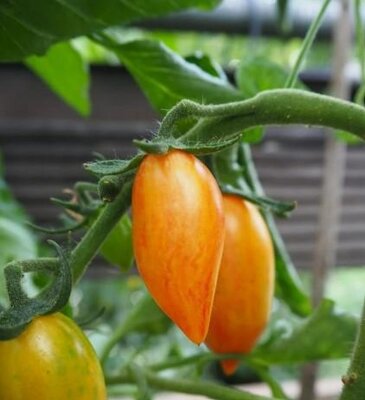 Tomate 'apéro' blush tiger plant (mi-précoce)