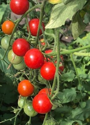 Tomate 'apéro' cerise plant (mi-précoce)