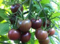 Tomate 'apéro' black cherry plant (précoce)